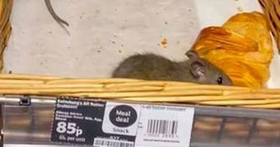 Sainsbury's shopper horrified as two large rats run over fresh pastries - www.dailyrecord.co.uk