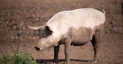 Hundreds of healthy pigs have been culled due to the labour shortage - www.manchestereveningnews.co.uk