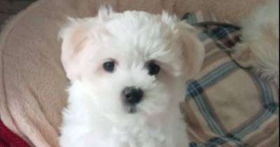 Scots woman devastated after £2k puppy 'stolen' by 'professional scammer' - www.dailyrecord.co.uk - Scotland