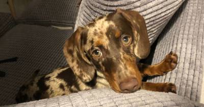 Roland the sausage dog is BACK! Adorable miniature Dachshund puppy stolen by heartless burglars reunited with owner - www.manchestereveningnews.co.uk