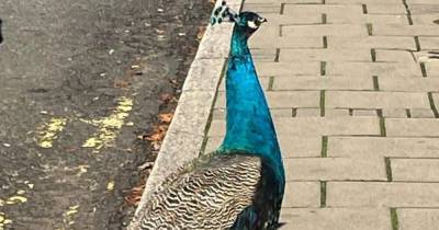 Peacocks spark traffic chaos after parading across busy Scots road - www.dailyrecord.co.uk - Scotland
