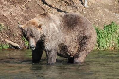 4-time Fat Bear Week winner Otis again crowned chonk champion - nypost.com - state Alaska