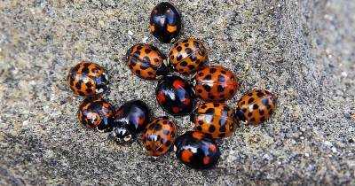 Ladybirds are invading Greater Manchester - and everywhere else - why? - www.manchestereveningnews.co.uk - Manchester