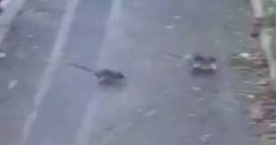 Rats scurry in Govanhill residential street during the day leaving locals horrified - www.dailyrecord.co.uk - Scotland