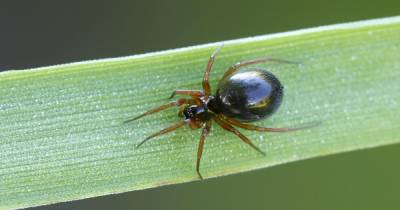 Spider mating season is back - how to keep them out of your bathroom - www.manchestereveningnews.co.uk - George