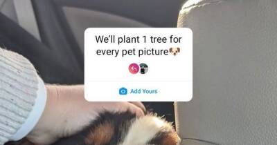 The truth behind the viral plant a tree Instagram trend asking users to share pet photos - www.manchestereveningnews.co.uk