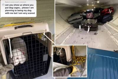 ‘Lonely and scared’: Viral clip exposes how dogs are treated on planes - nypost.com