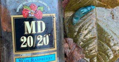 Scots litter-pickers find bright blue slug inside MD 20/20 bottle - www.dailyrecord.co.uk - Scotland