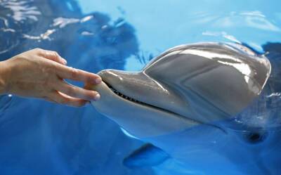 ‘Dolphin Tale’ Inspirational Star Winter The Dolphin Dies, Aquarium Closes In Her Honor - deadline.com - Florida