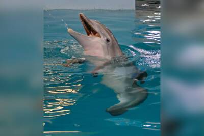 Beloved ‘Dolphin Tale’ star Winter dies at Florida aquarium - nypost.com - Florida