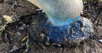 'Deadly' creature washes up on beaches across the north west following stormy weather - www.manchestereveningnews.co.uk - Portugal
