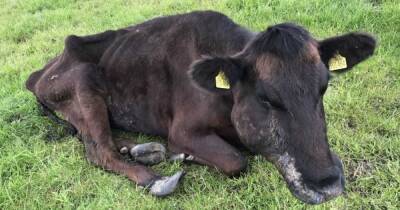 Scots farmer left starving cow 'oozing pus' in field meaning animal had to be shot - www.dailyrecord.co.uk - Scotland