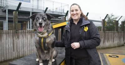 Two Collie Cross sisters who love ‘nothing more than each other's company’ looking to be rehomed together - www.manchestereveningnews.co.uk - Manchester