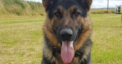 Police dog praised for tracing 'drunk driver who tried to escape cops' in Falkirk - www.dailyrecord.co.uk - Germany