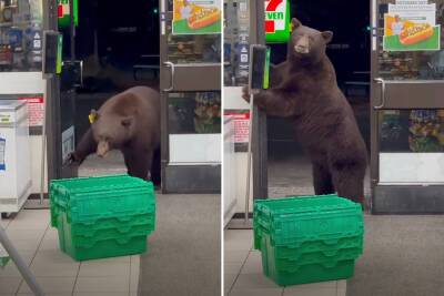 Bear strolls into 7-Eleven, uses hand sanitizer as worker screams ‘get out!’ - nypost.com