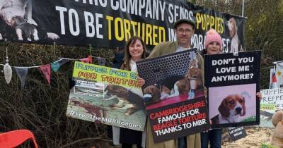 Will Young handcuffs himself to gates of beagle breeding facility to protest animal testing - www.ok.co.uk