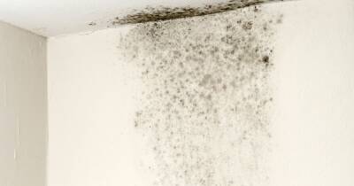 How to get rid of damp and mould in your home - and stop it from returning - www.manchestereveningnews.co.uk
