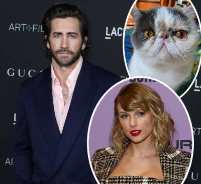 Is Jake Gyllenhaal Using This Cat Account To Weigh In On Taylor Swift Drama? - perezhilton.com