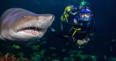 Gift an experience like no other this Christmas - diving with the sharks at Blue Planet Aquarium - www.manchestereveningnews.co.uk