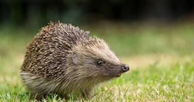 Falkirk area residents urged to donate food to help feed over 100 hedgehogs - www.dailyrecord.co.uk - Scotland - Centre