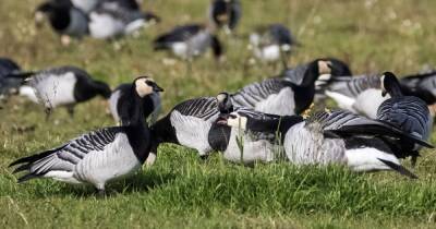 Bird flu outbreak kills dozens at Caerlaverock nature reserve - www.dailyrecord.co.uk