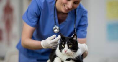 Cat owners face vaccine shortage due to Covid-related supply issues - www.manchestereveningnews.co.uk
