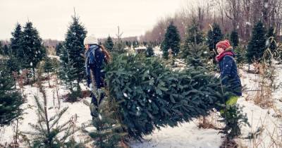 Exact date you should buy a Christmas Tree in 2021 and how to make it last six weeks - www.dailyrecord.co.uk