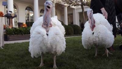 President Joe Biden Pardons Turkeys Peanut Butter and Jelly Ahead of Thanksgiving - www.etonline.com - Indiana - Turkey