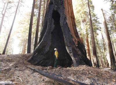 California Lost Thousands Of Giant Sequoias In This Year’s Wildfires, State Officials Say - deadline.com - California