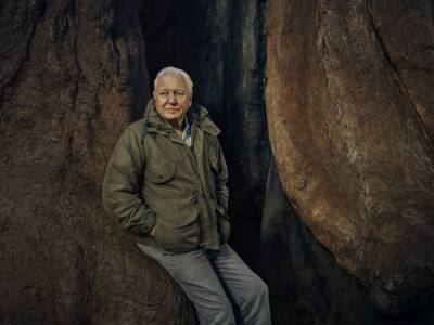BBC Christmas Slate: David Attenborough To Explore ‘The Wonder Of Song’ - deadline.com