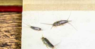 Warning over huge outbreak of fish-like bugs laying 60 eggs daily in homes - www.dailyrecord.co.uk - Britain