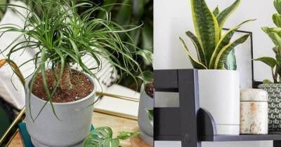 Breathe Life Into Your Space With One of These Unique House Plants - www.usmagazine.com