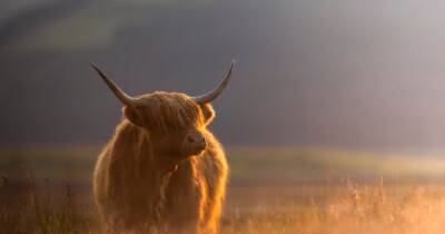 Stunning shot of Highland Cow wins Scotland's Photo of the Year - www.dailyrecord.co.uk - Scotland