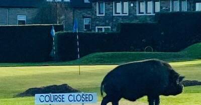 Two people hurt after pigs rampage on golf course - www.manchestereveningnews.co.uk - Britain
