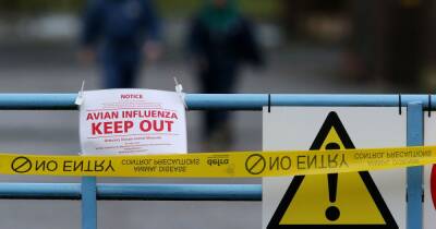 Lockdown measures to be imposed for Scotland's poultry after rise in UK bird flu cases - www.dailyrecord.co.uk - Britain - Scotland - Beyond