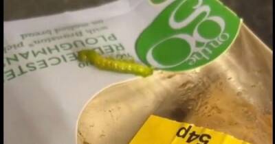 Mum felt 'physically sick' after finding live caterpillar in Sainsbury's sandwich - www.dailyrecord.co.uk - Centre