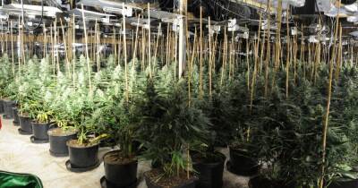 Huge cannabis farm worth £670,000 was one of the biggest police officer had ever seen - www.manchestereveningnews.co.uk