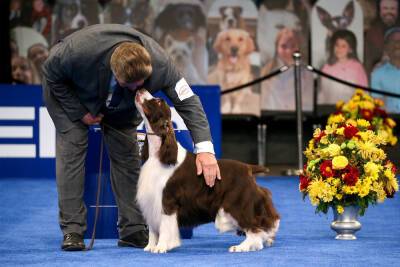 The National Dog Show Marks 20 Years With a New Breed and Special Tribute - variety.com