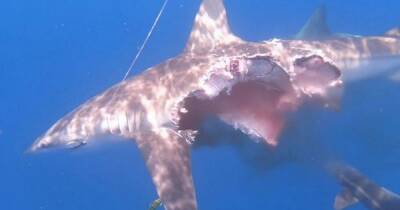 'Zombie shark' spotted still hunting for food despite missing half its body - www.dailyrecord.co.uk - Spain