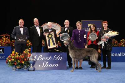 Scottish Deerhound Claire Wins Best In Show At National Dog Show For Second Year In A Row - etcanada.com - Scotland