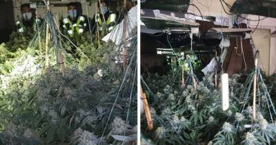 Police discover 'large and sophisticated' cannabis farm containing hundreds of plants near Rochdale town centre - www.manchestereveningnews.co.uk - county Page - city Rochdale