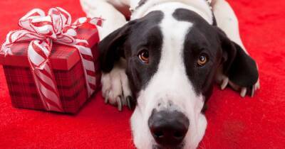What Manchester’s shelter dogs really want for Christmas - www.manchestereveningnews.co.uk - Manchester