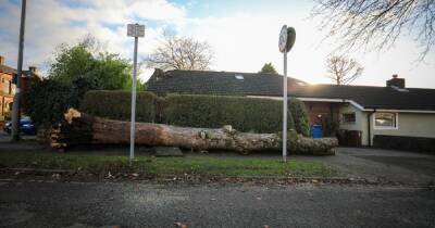 Tree falls on house as Storm Arwen wreaks havoc across Greater Manchester - www.manchestereveningnews.co.uk - Manchester