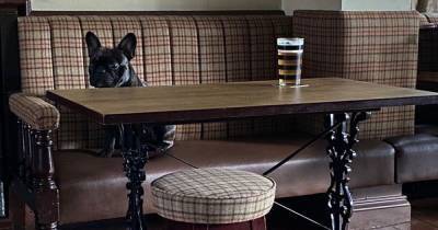 The pub that will become a Bonfire Night haven for dogs - www.manchestereveningnews.co.uk - Manchester