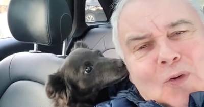 Eamonn Holmes brands fireworks ‘animal cruelty’ and calls for them to be banned - www.ok.co.uk