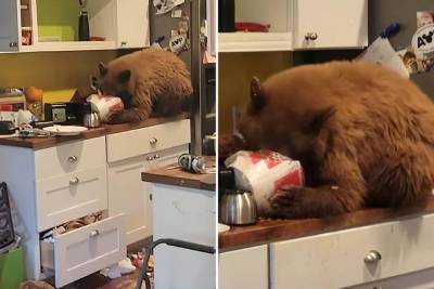 Bear gobbles bucket of KFC on man’s kitchen counter in wild video - nypost.com - county Sierra