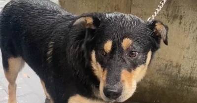 An Itv - Ricky Gervais - Women sparks debate after sharing video of dog waiting for owner in heavy rain - manchestereveningnews.co.uk - Britain - Manchester