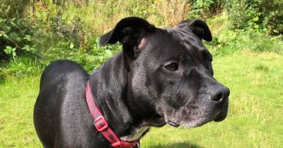 Wanda, Dave and seven other senior dogs who need loving homes to retire to - www.manchestereveningnews.co.uk - Britain