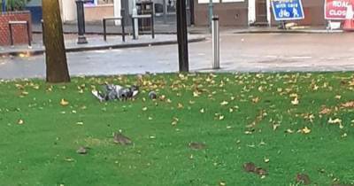 Stomach-churning moment rats swarm onto square in Crewe town centre - www.manchestereveningnews.co.uk - city Cheshire