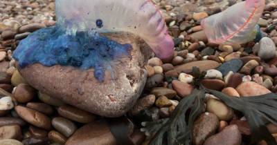 Man's warning after finding 'deadly' sea creature on Ainsdale beach - www.manchestereveningnews.co.uk - Portugal